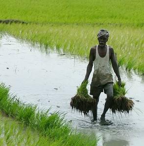 Rice Transplanting. Image courtesy Tamil Naru Agricultural University