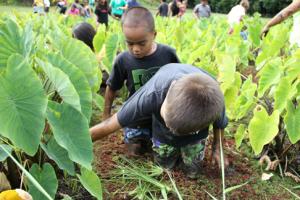 Preserving Native Hawaiian cultural knowledge