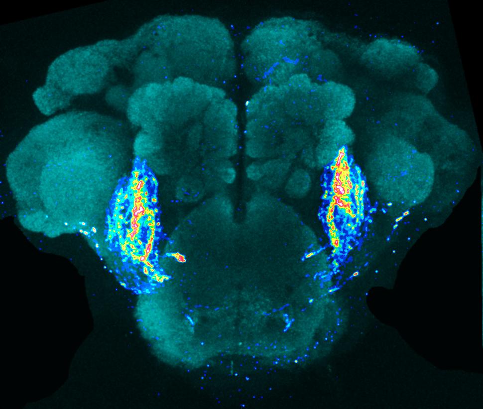 M noa New research uncovers fruitfly brain circuit that detects