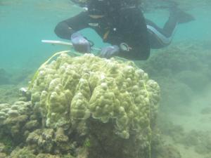 Co-author Keisha Bahr surveying a healthy coral colony. Photo credit: Ji Hoon