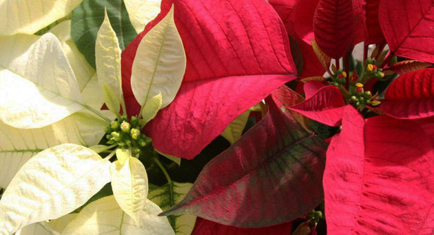 White and red poinsettia