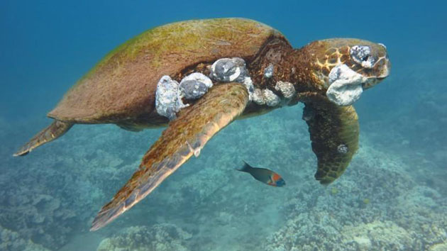 Are Sea Turtles Invasive Species 