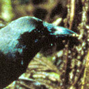 Failing to hatch: Increasing Hawaiian crow hatching rate essential