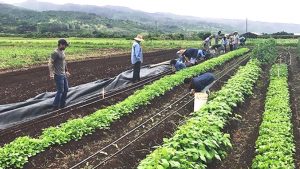 rows of produce and agriculture