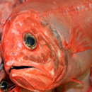 Massive underreporting of deep-sea fish catch revealed in new study