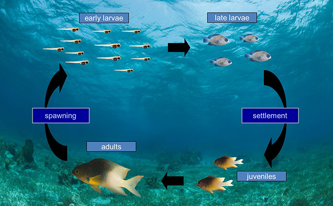 Illustration of life cycle of a fish: adults, spawning, early larvae, late larvae, settlement, juveniles, adults, etc.