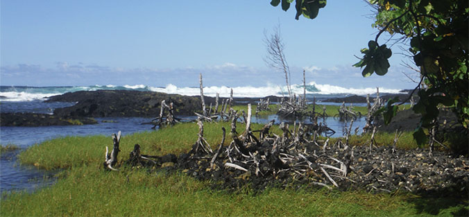 Coastal scene with debris