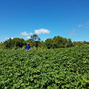 Sweet potato production can be improved with select fertilizers