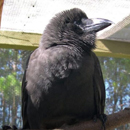 Endangered Hawaiian crow genome key to its recovery efforts