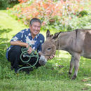 Bob-Bob and horse friends benefit from bento fundraiser