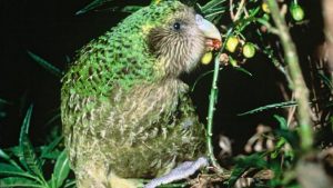 a green New Zealand bird