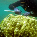 Are Hawaiian corals adjusting to warmer temperatures?
