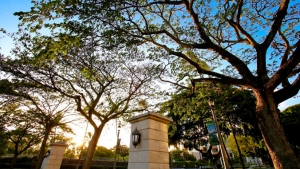 trees on U H Manoa campus