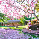 How great are UH Mānoa trees? Award winning!