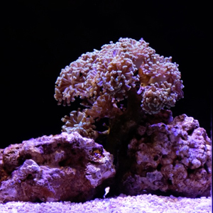 coral in an exhibit