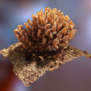 3D models for better coral reef monitoring developed at UH Hilo