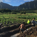 Biocultural restoration of traditional agriculture contributes to Hawaiʻi’s sustainability goals