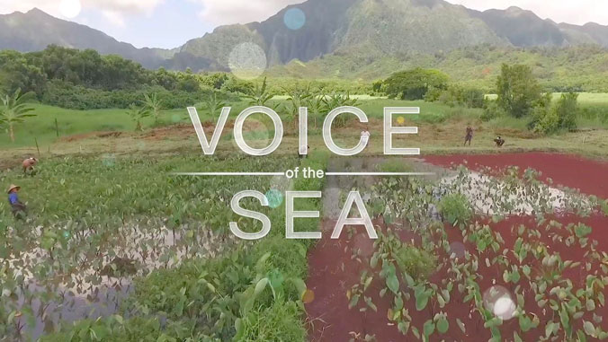 Graphic that says Voice of the Sea, with kalo and a mountain in the background