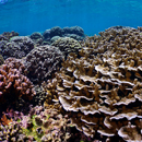 Super corals in Kāneʻohe Bay provide hope for world’s reefs