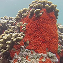 Unique dietary strategy of invasive marine sponge
