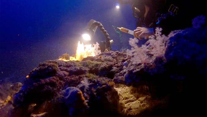 Diver examining corals