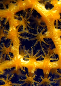 Close-up of coral