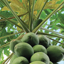 Moloka‘i farmers urged to ‘think like a papaya’