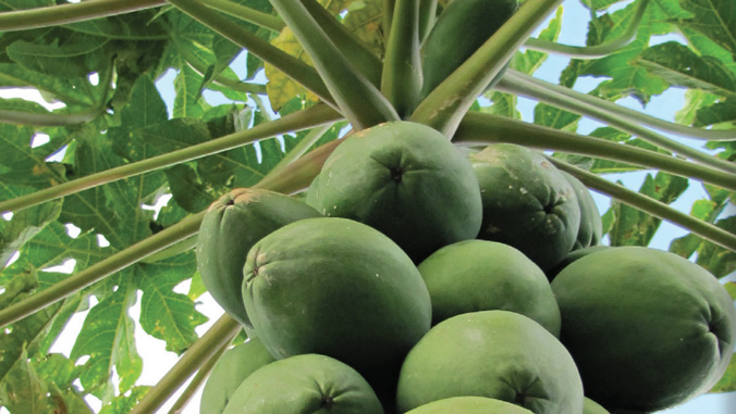 close up of green papayas