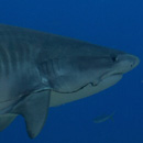 Shark study: Old fishing hooks remain threat to sharks