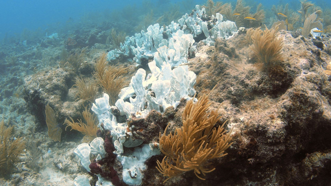 Bleached coral in ocean