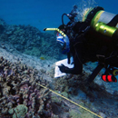 Studying human disease reveals coral disease risk factors