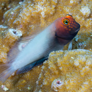 New species could explain origins of Hawaiian endemic fish