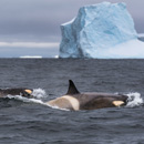 ‘Mind-blowing’ Antarctic scenery, wildlife highlight research trip