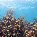 Threat to coral found through bacteria