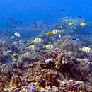 Saving coral reef fisheries with management areas