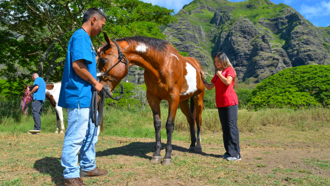 vets checking horse