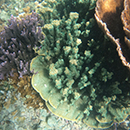 Waikīkī Aquarium adds non-native coral species to its collection