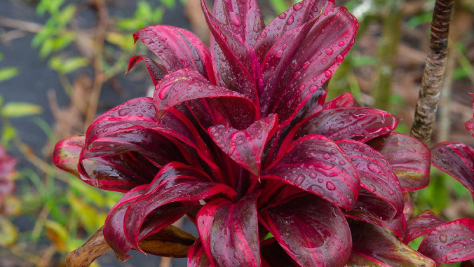 red ti leaf plant