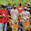 UH Hilo student-athletes stay active, harvest corn for community