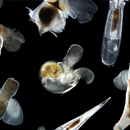 Sea butterflies and sea angels survived Earth’s last mass extinction