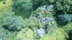 rapid ohia death on trees