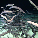Expedition finds record number of fishes in abyssal deep-sea