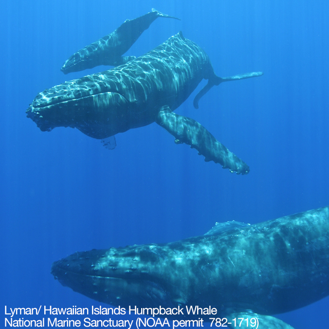 What’s in a song? Hawaiʻi’s humpback whale population
