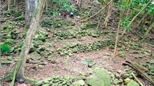 agricultural terraces in the forest and trees