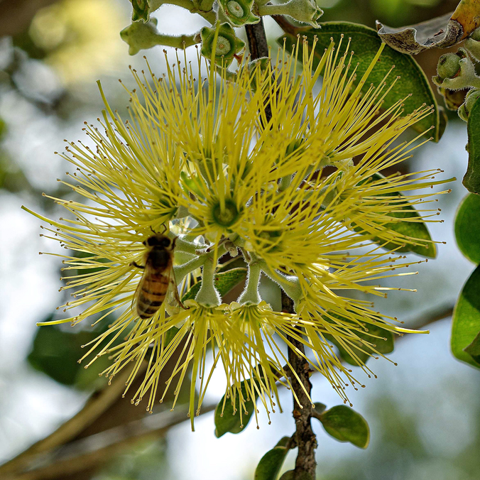 Arboretum accreditation, tree recognition for UH Mānoa campus