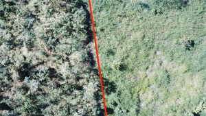 aerial view of forests and grasses