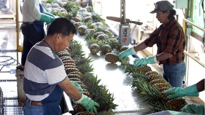 people working with pineapple