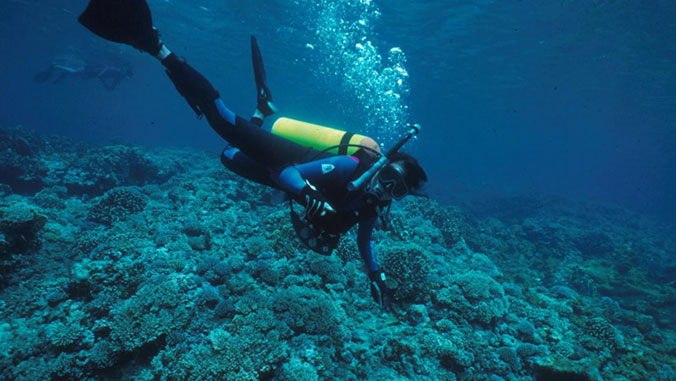 diver by coral reef