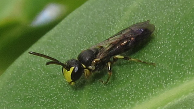 bee on a leaf