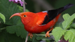 bird on a tree